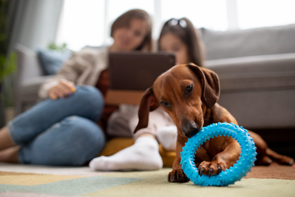 juguetes para perros