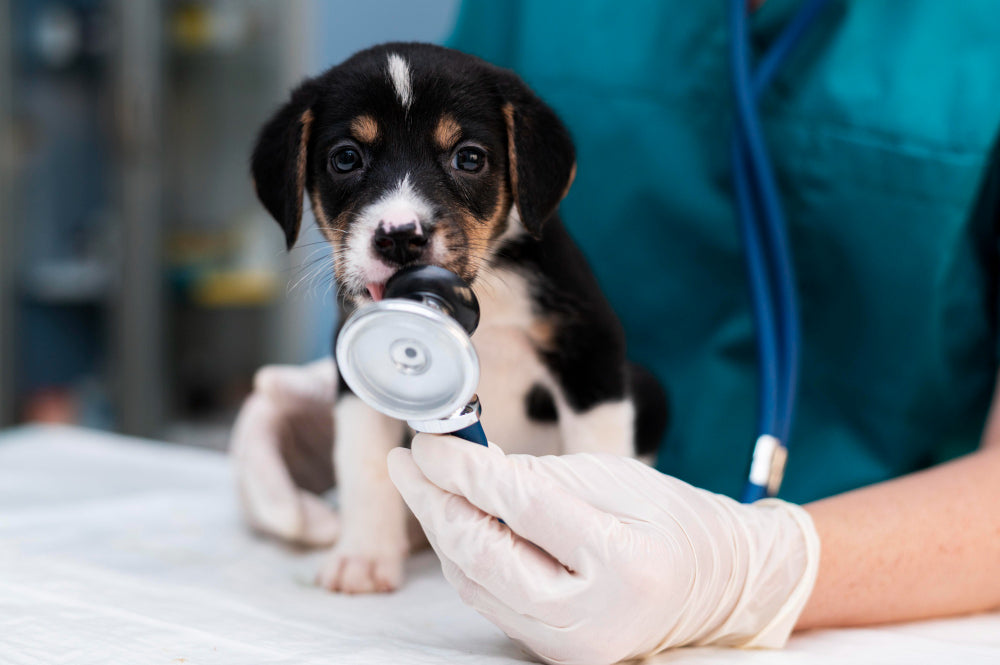 enfermedades comunes en perros